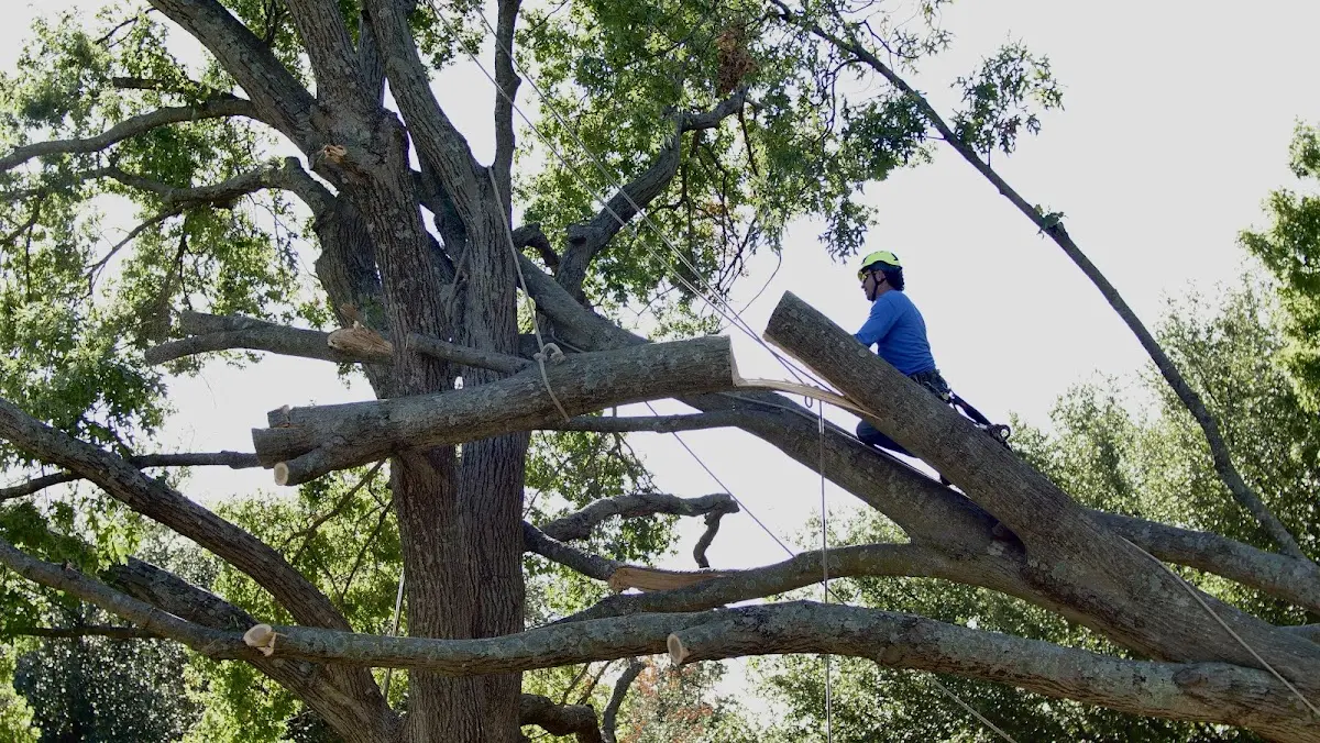 Professional Crown Thinning performed by certified arborists in Woodford
