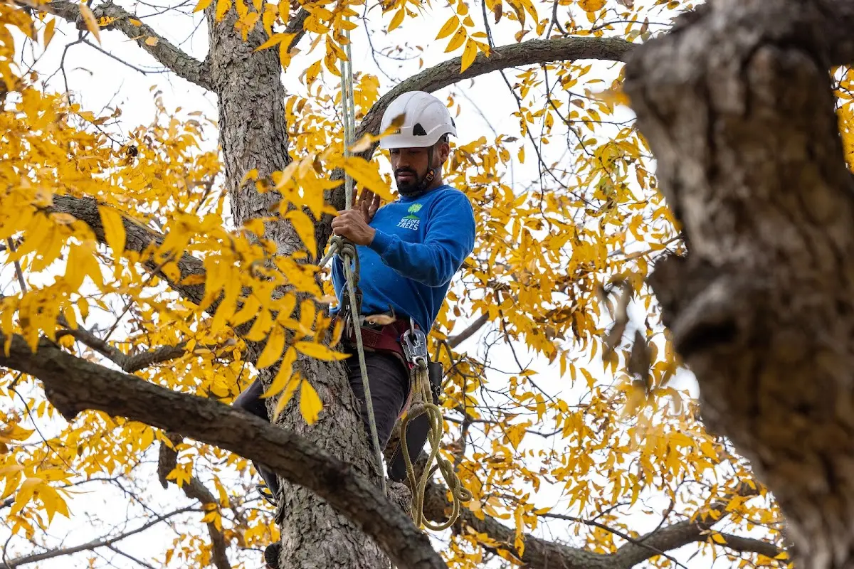 Skilled Tree Pruning crew working in Woodford