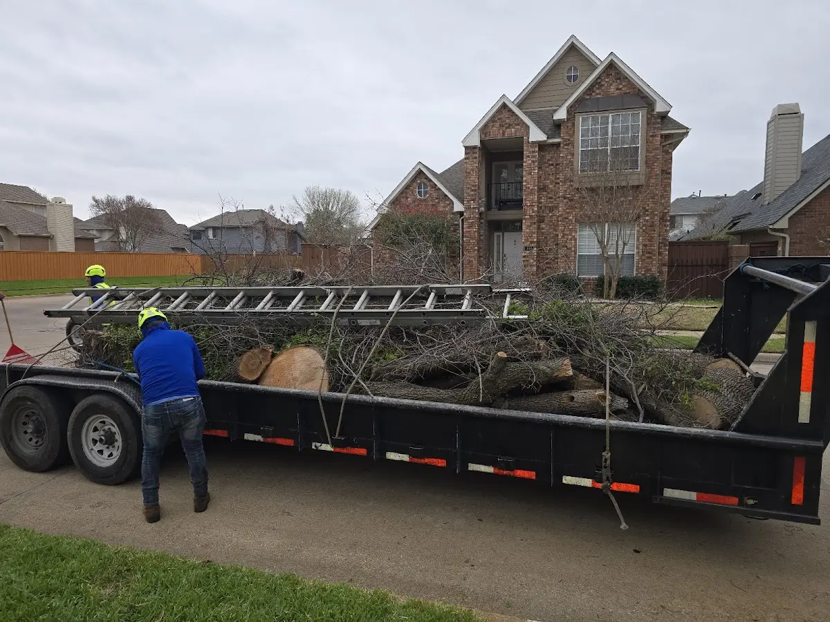 Expert Tree Removal with proper safety equipment in Woodford